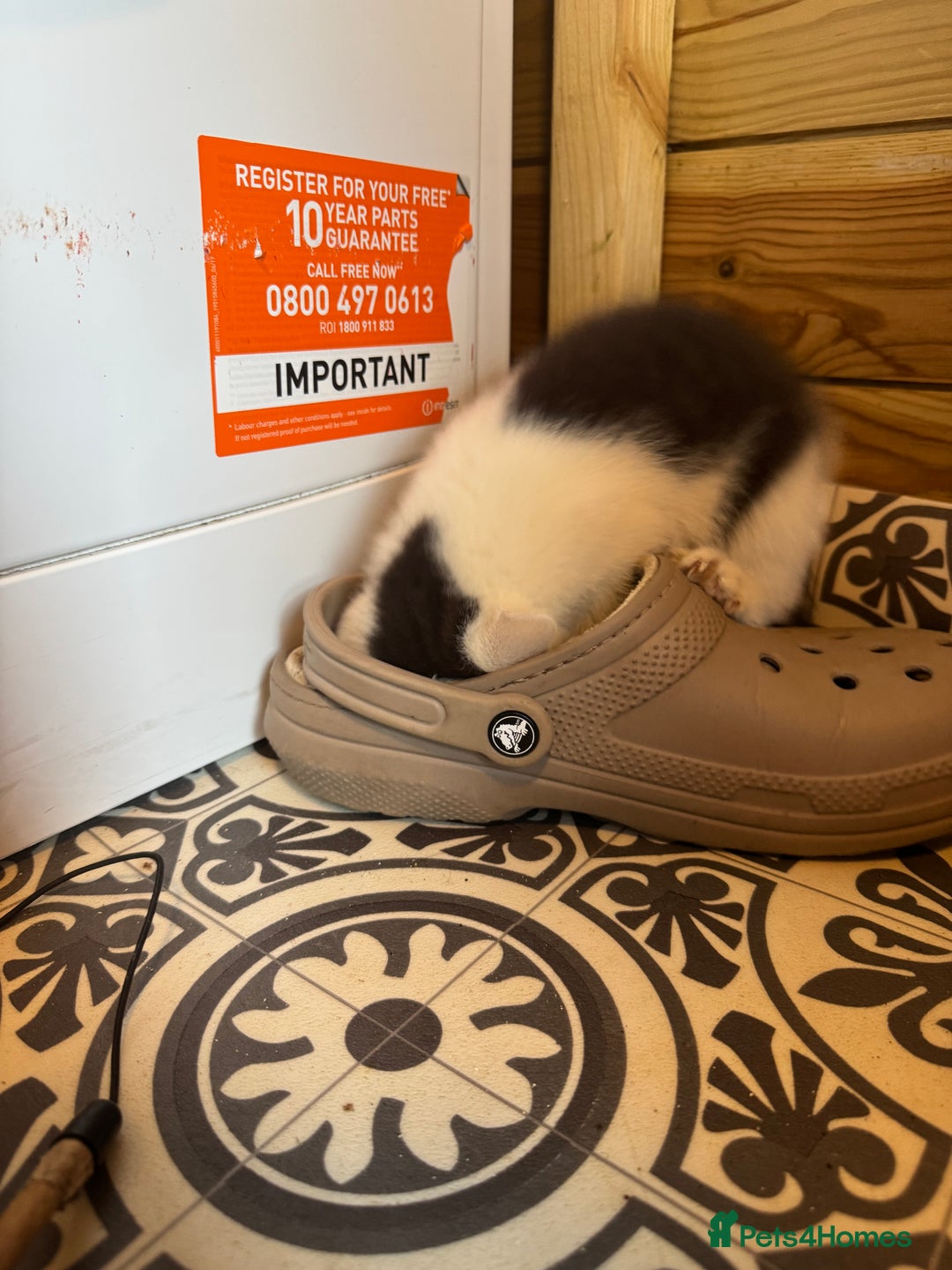 Mixed Breed cats for sale: Two beautiful fluffy girls kittens  - Image 13