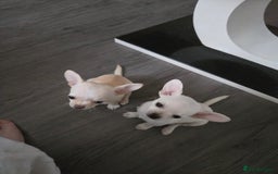 Chihuahua dogs for sale: Two chihuahua puppies for sale  - Image 3