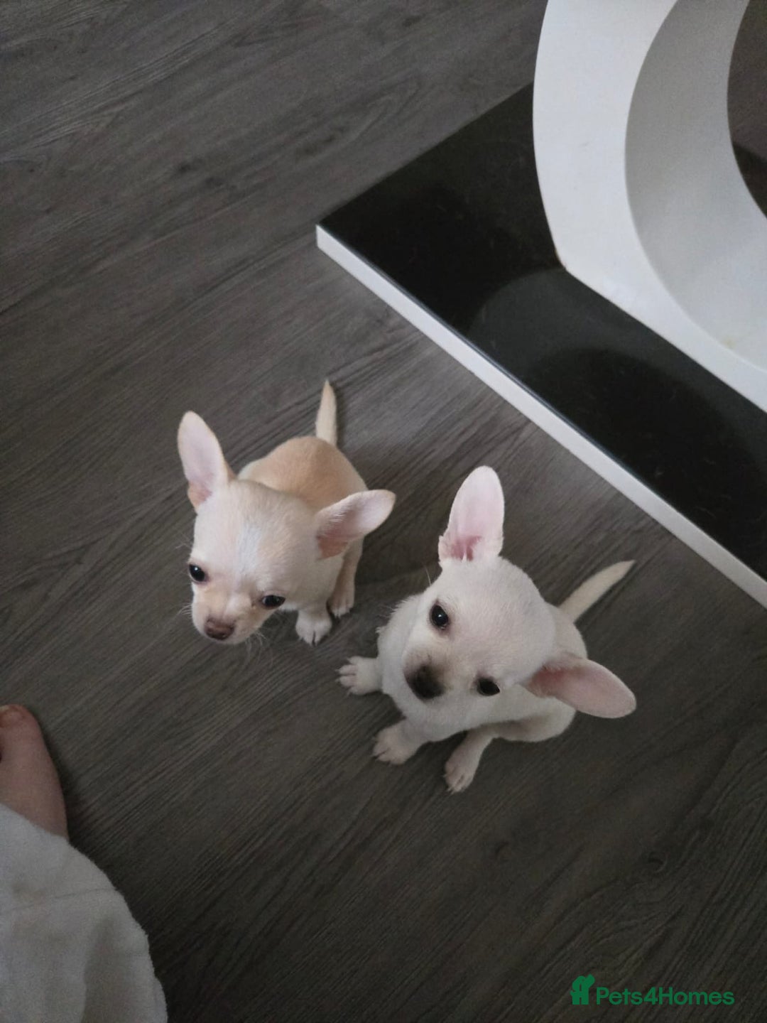 Chihuahua dogs for sale: Two chihuahua puppies for sale  - Image 3