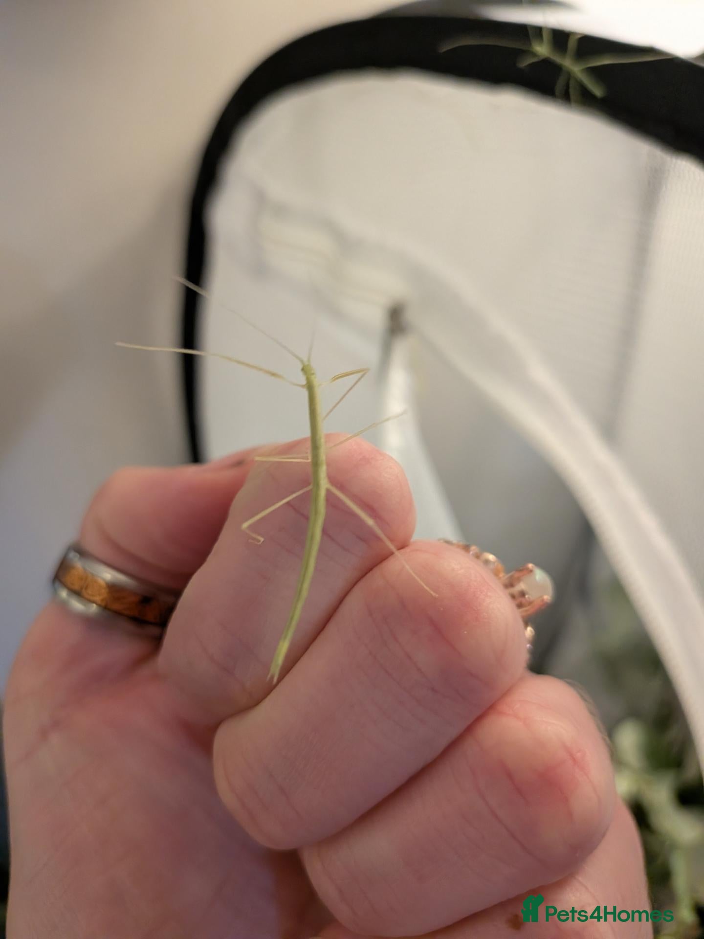 Stick Insects invertebrates Pink Winged Stick Insects  - Advert 1