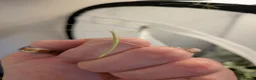 Stick Insects invertebrates for sale: Pink Winged Stick Insects  in Chichester - Advert 1