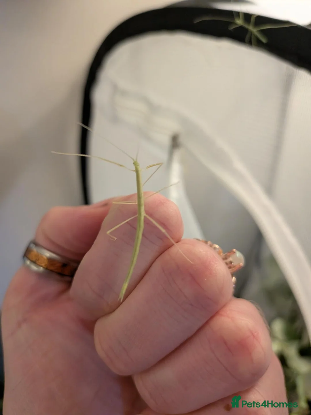 Stick Insects invertebrates for sale: Pink Winged Stick Insects  in Chichester - Advert 1