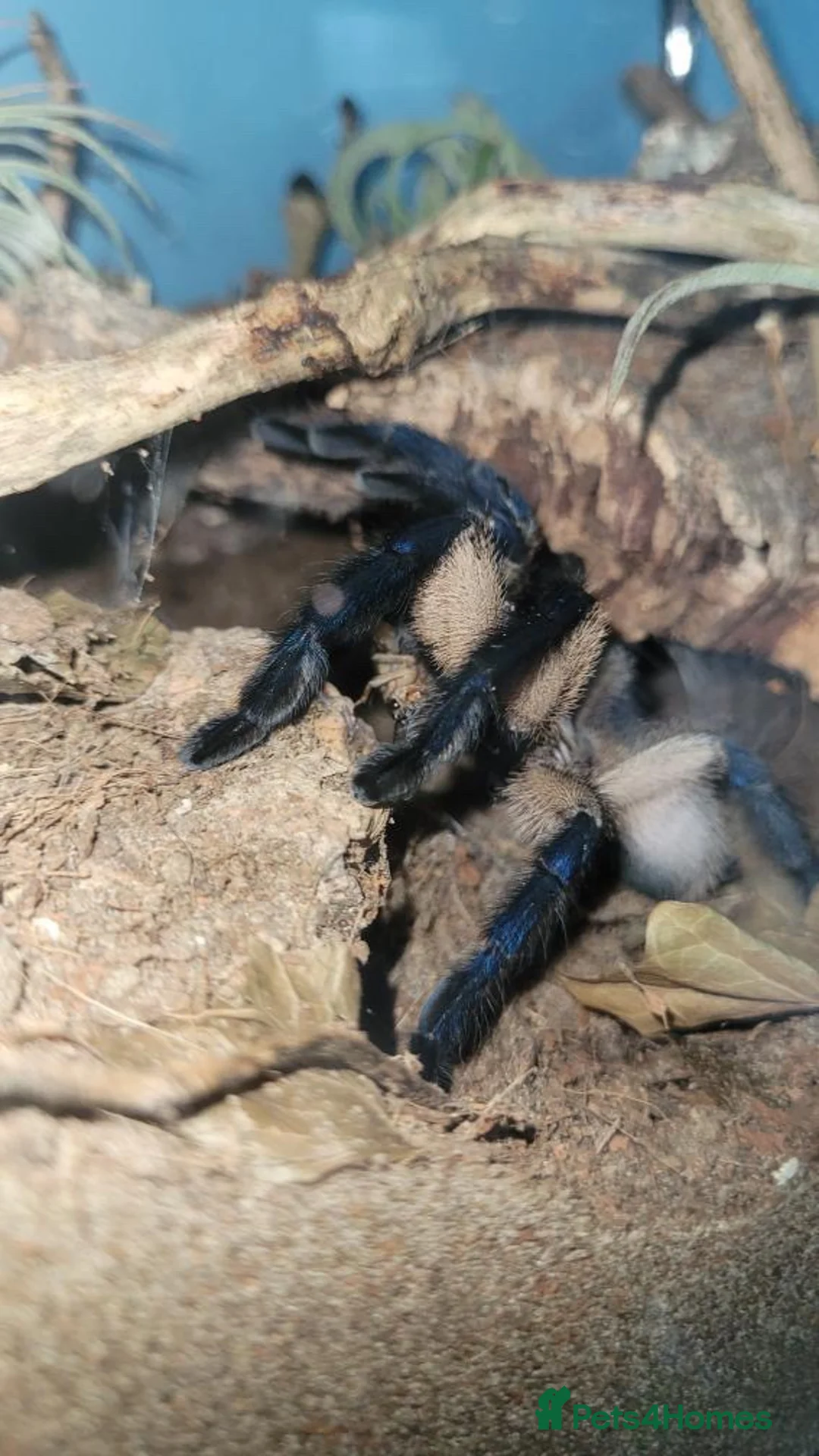 Tarantulas invertebrates for sale: Adult Female Monocentrupus balfouri in Aberystwyth - Advert 2