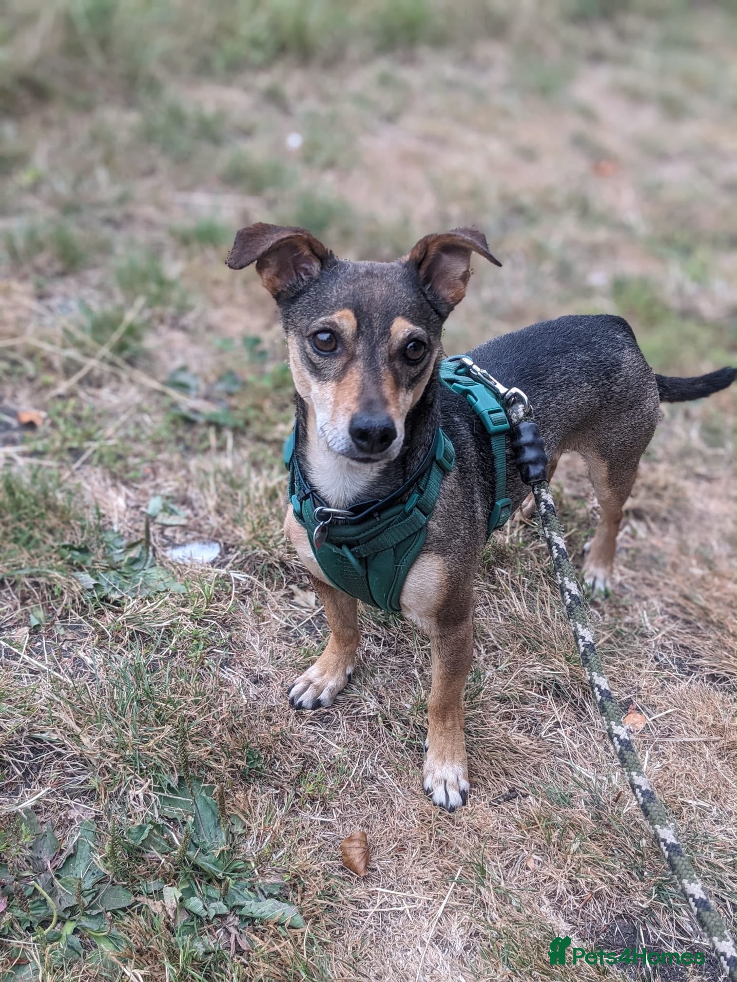 Mixed Breed dogs Sweet Dali looking for LOVE  - Advert 1