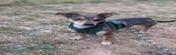 Mixed Breed dogs for adoption: Sweet Dali looking for LOVE  - Advert 2