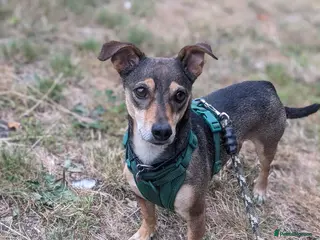 Mixed Breed dogs Sweet Dali looking for LOVE - Advert 1
