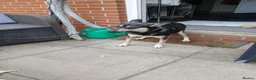 Mixed Breed dogs for adoption: Amazing Annie - Advert 2