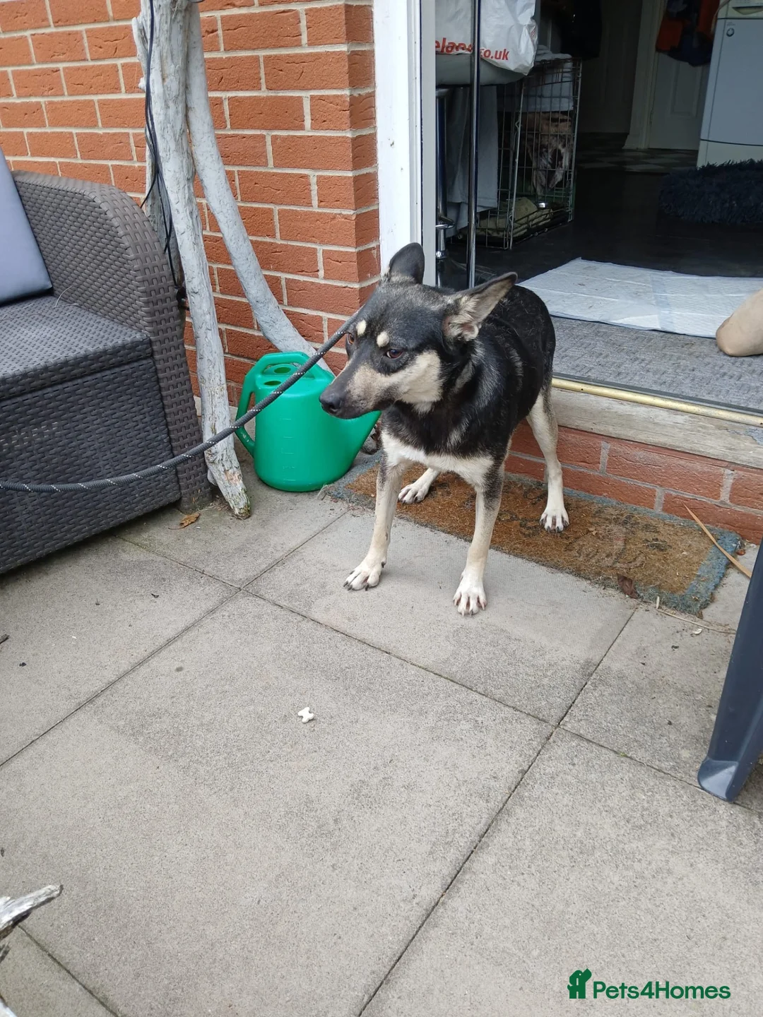 Mixed Breed dogs for adoption: Amazing Annie - Advert 2