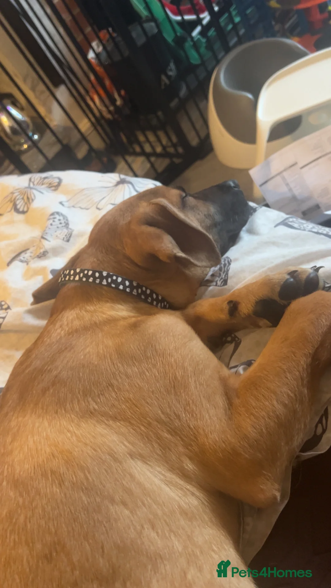 Mixed Breed dogs for sale: Puppy for sale  - Advert 3