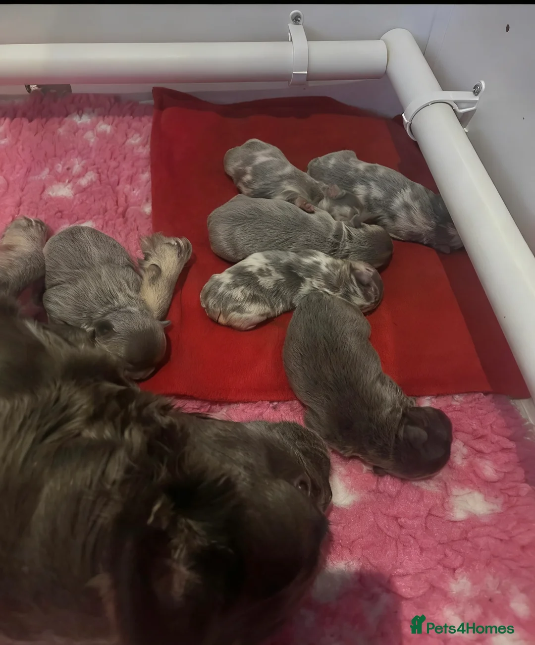 French Bulldog dogs for sale: Fluffy French bulldogs  ** s carrying pink - Advert 2