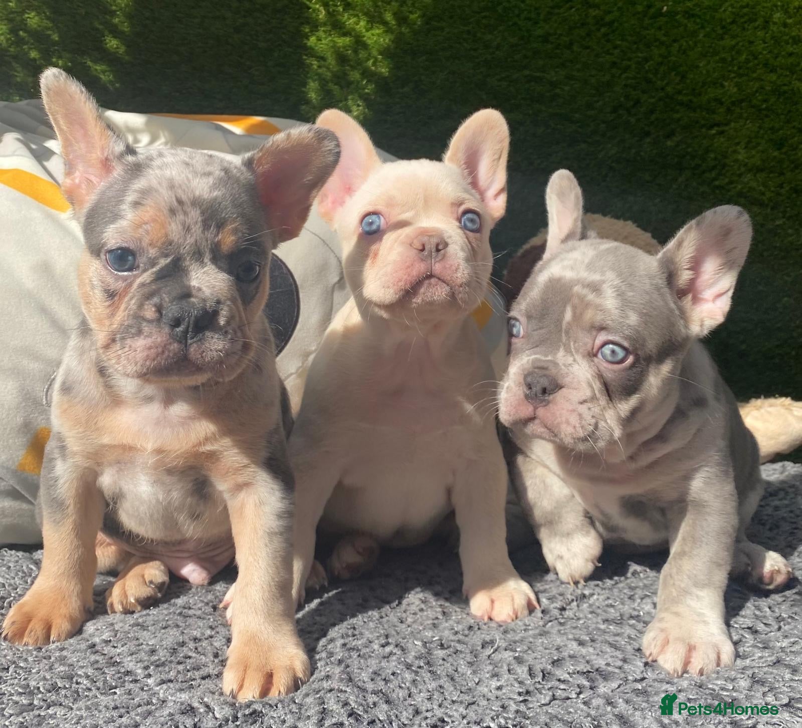 French Bulldog dogs French bulldog puppies  - Advert 8