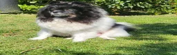 Pomeranian dogs for sale: Pedigree Parti Pomeranian puppies for sale - Advert 1