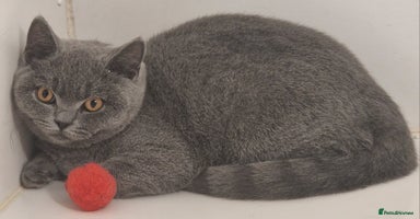 British Shorthair cats - Advert 7