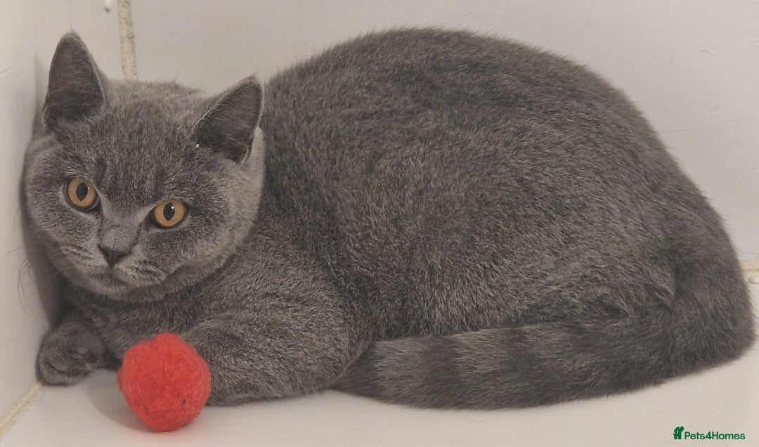 British Shorthair cats for sale: Missy is a Gorgeous British Blue girl . - Image 2