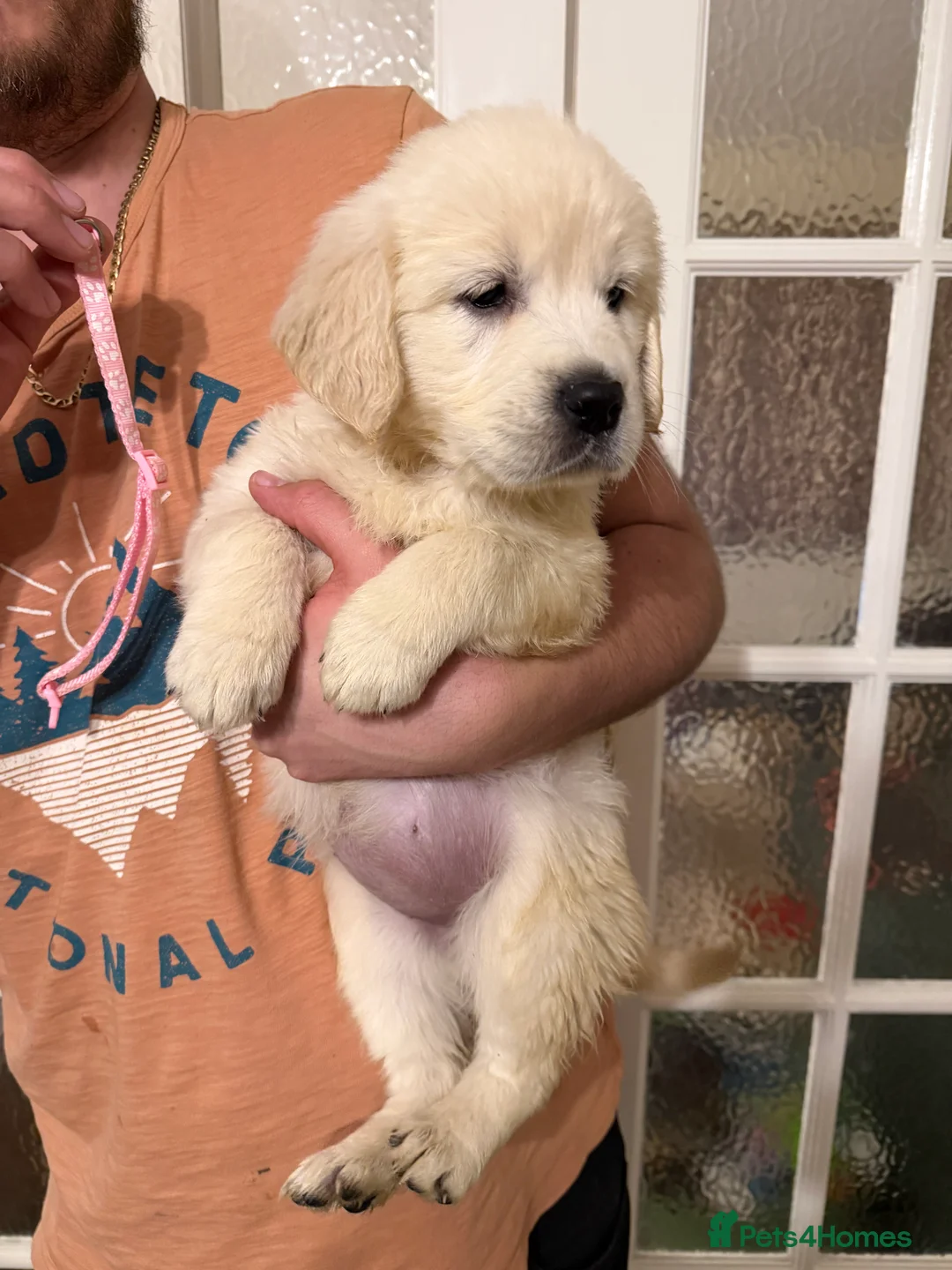 Golden Retriever dogs for sale: 5 beautiful fluffy golden retrievers for sale ❤️ - Advert 1