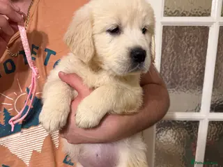 Golden Retriever dogs 5 beautiful fluffy golden retrievers for sale ❤️ - Advert 1