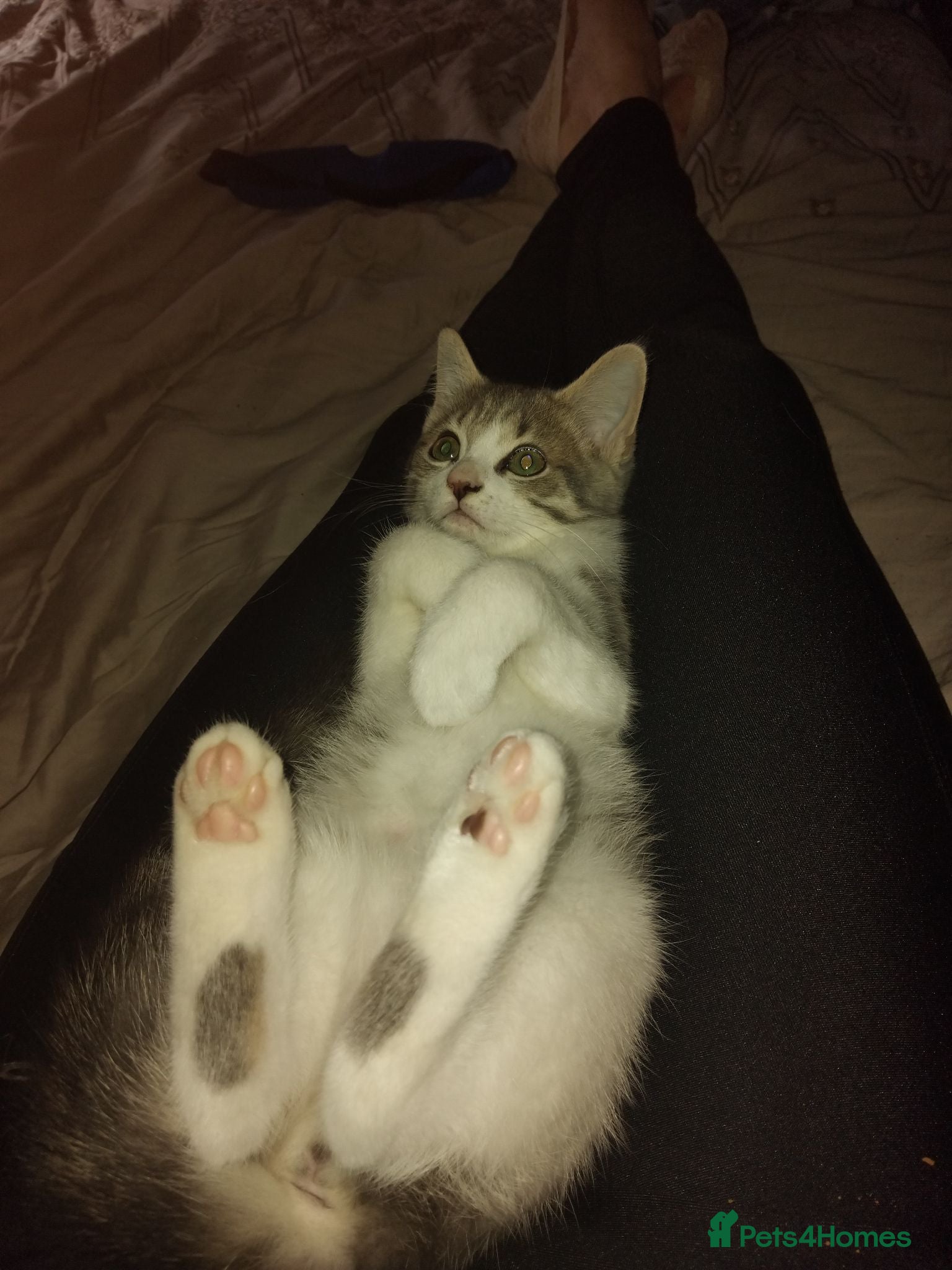 Mixed Breed cats Kittens for sale  - Advert 19
