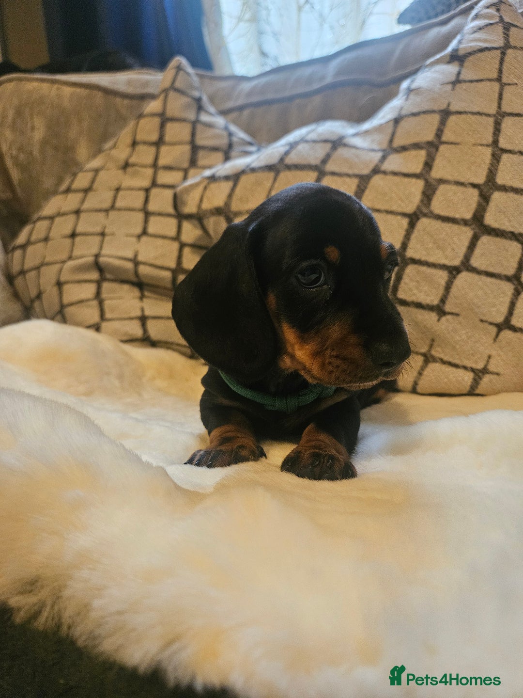 Miniature Dachshund dogs for sale: Exceptional pedigree miniature Dachshunds  - Image 2