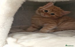 Mixed Breed cats for sale: 3 beautiful longhaired kittens ready to go - Image 7