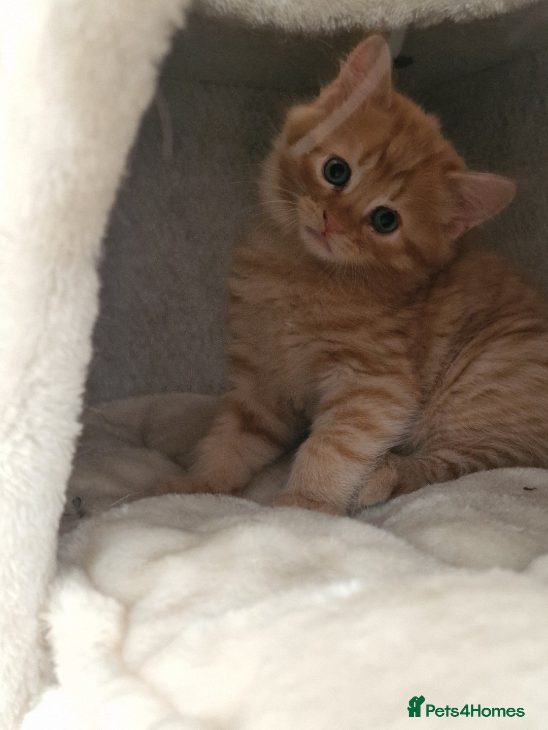 Mixed Breed cats for sale: 3 beautiful longhaired kittens ready to go - Image 7