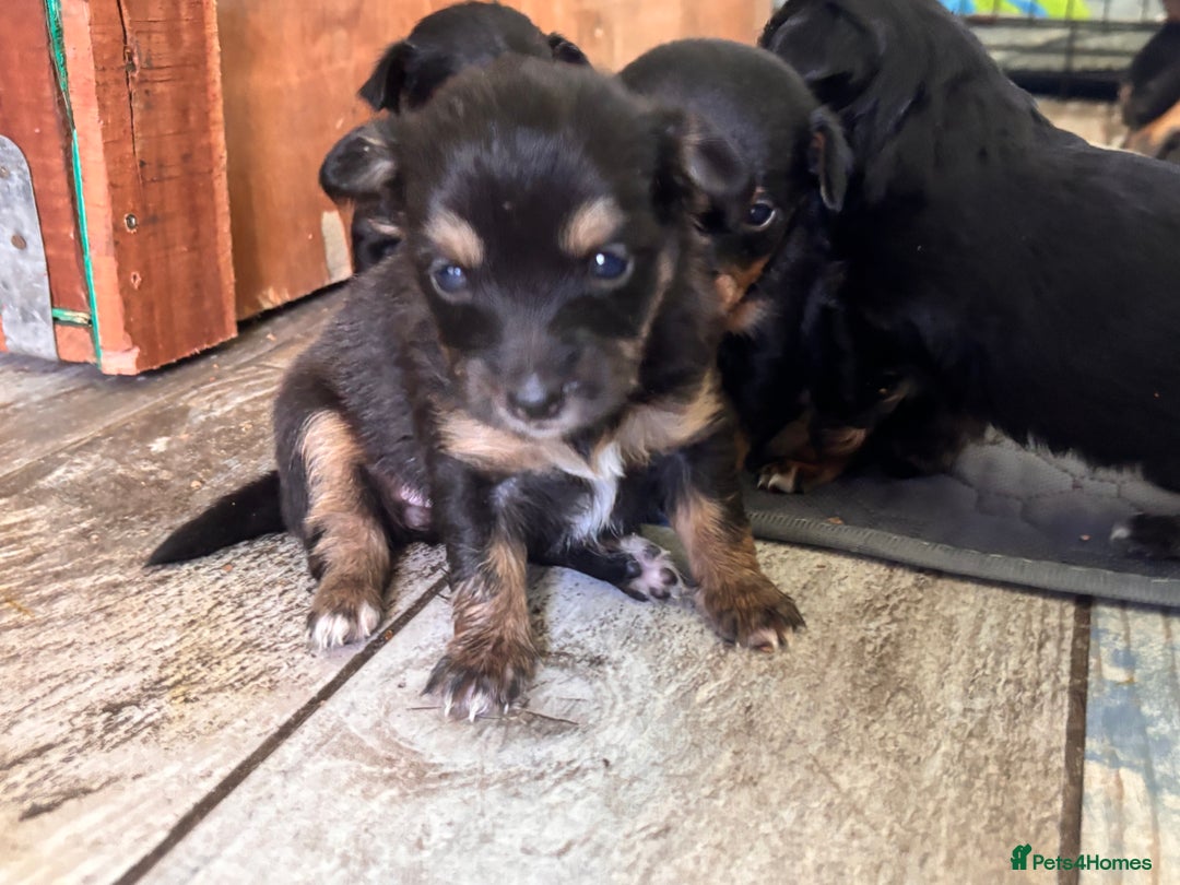 Mixed Breed dogs for sale: Jackawawa - Image 2