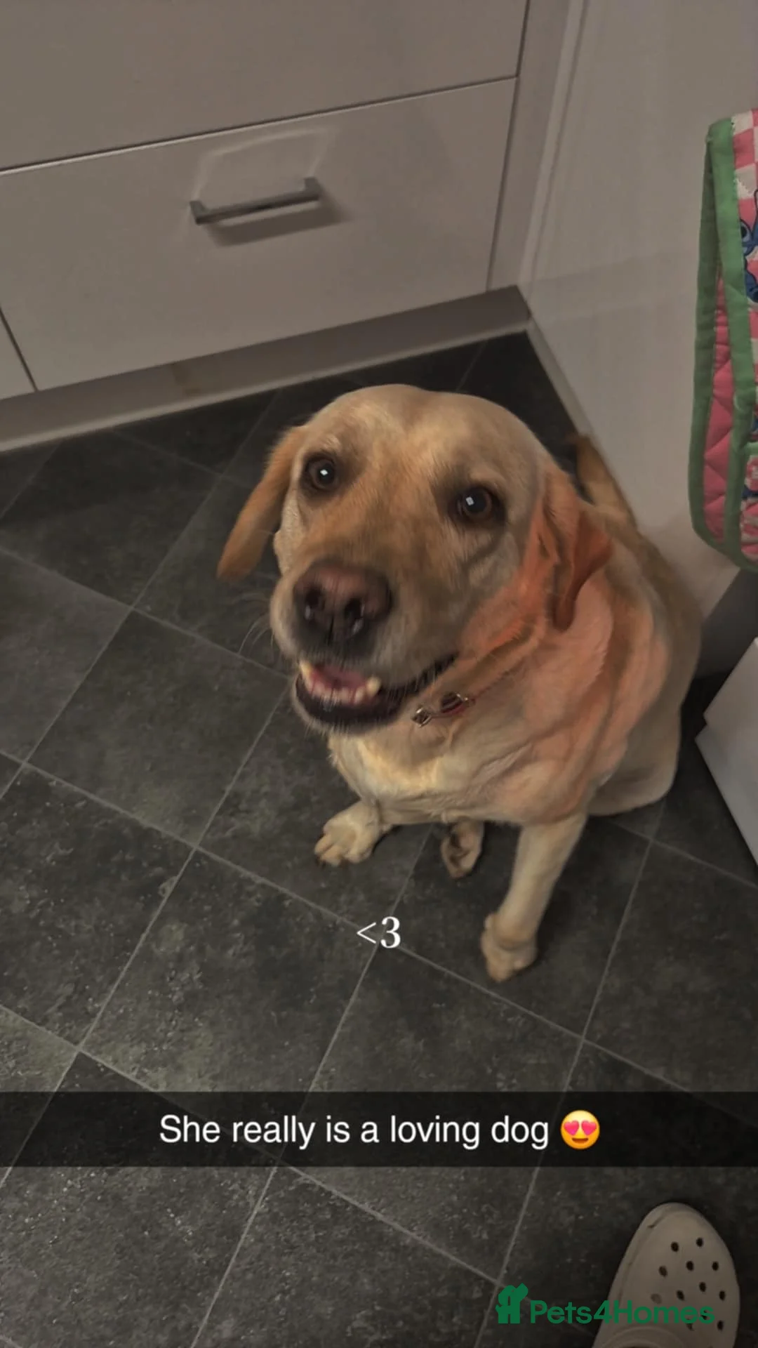 Labrador Retriever dogs for sale: Golden Labrador retriever  in Kilmarnock - Advert 1