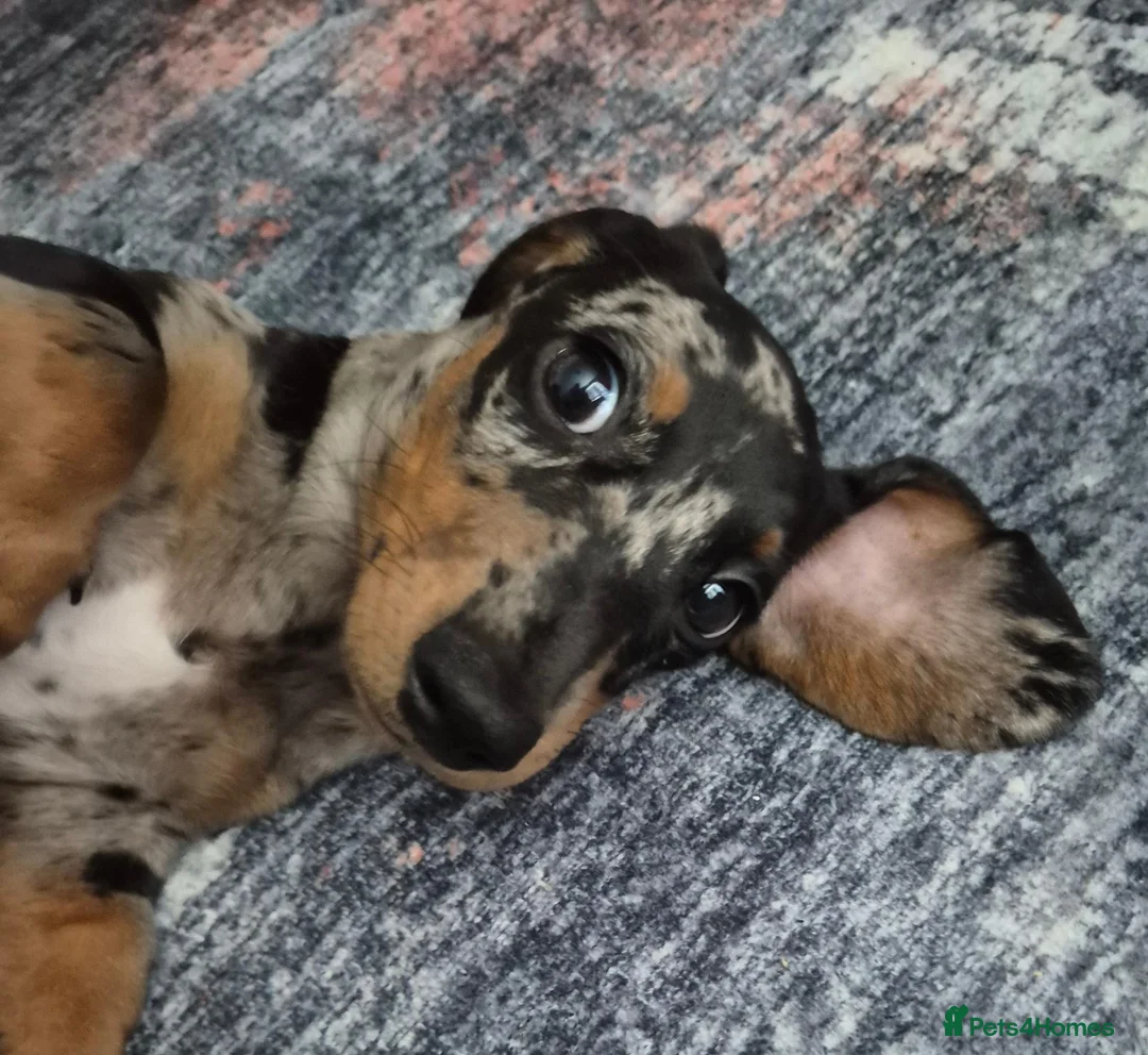 Miniature Dachshund dogs for sale: Miniature Dachshund  in Burry Port - Advert 1