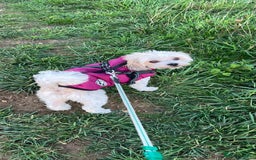 Mixed Breed dogs for adoption: Sweet little Analie - Image 10