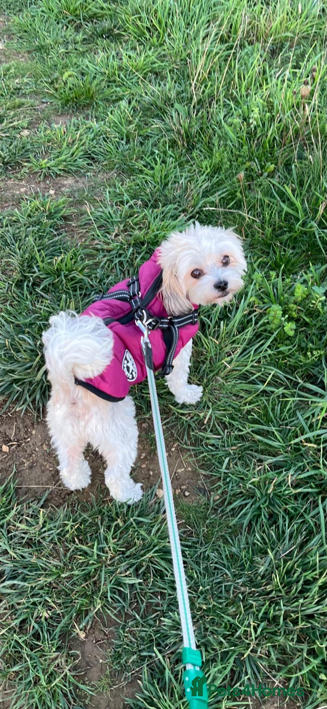 Mixed Breed dogs for adoption: Sweet little Analie - Image 10