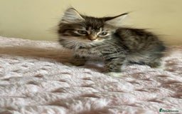 Maine Coon cats for sale: Maine Coon Cross Female Kitten  - Image 3