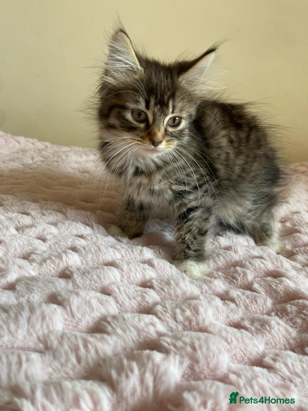 Maine Coon cats for sale: Maine Coon Cross Female Kitten  - Image 3