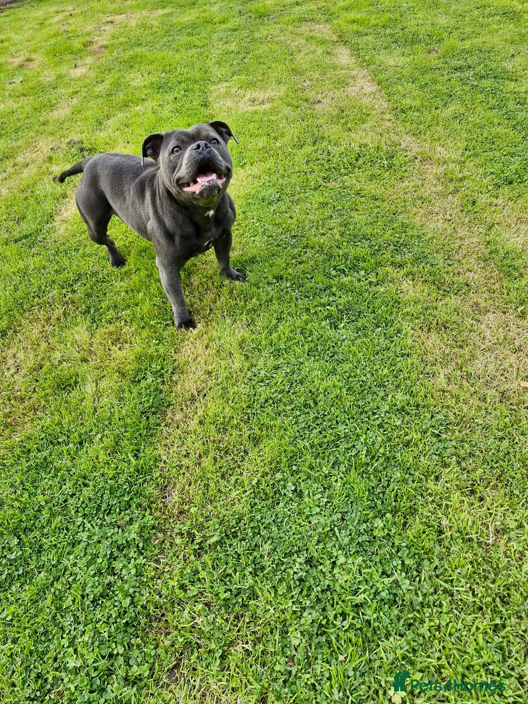 Staffordshire Bull Terrier dogs for sale: Stunning female staffordshire bull terrier  - Advert 4