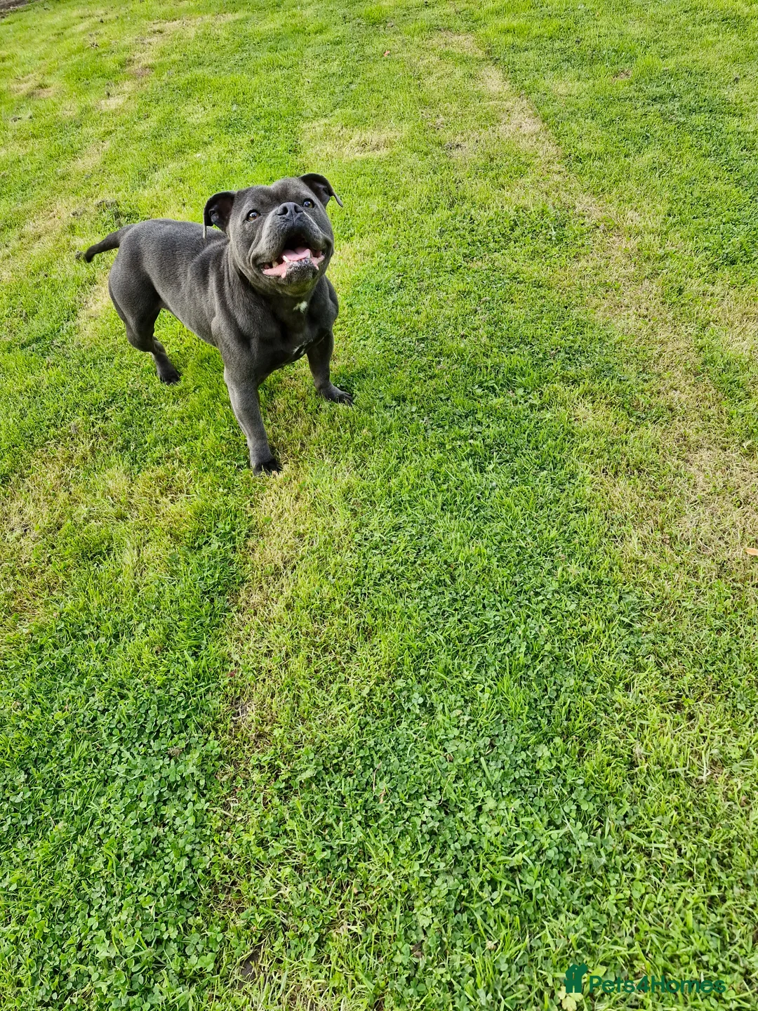 Staffordshire Bull Terrier dogs for sale: Stunning female staffordshire bull terrier  - Advert 4