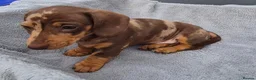 Miniature Dachshund dogs for sale: Gorgeous KC Registered, PRA Clear puppies  in Harlow - Advert 11