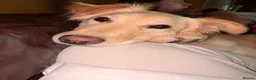 Labrador Retriever dogs for adoption: Bubi! in Macclesfield - Advert 3