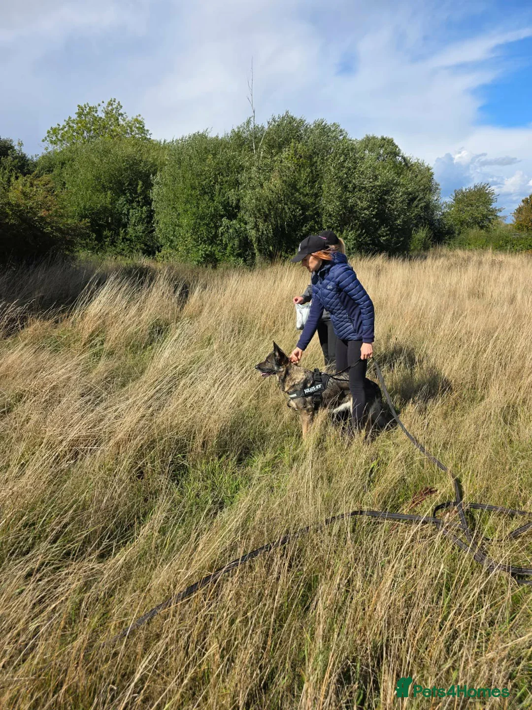 German Shepherd dogs for sale: Czech pedigree puppies from health tested parents in Hinckley - Advert 8