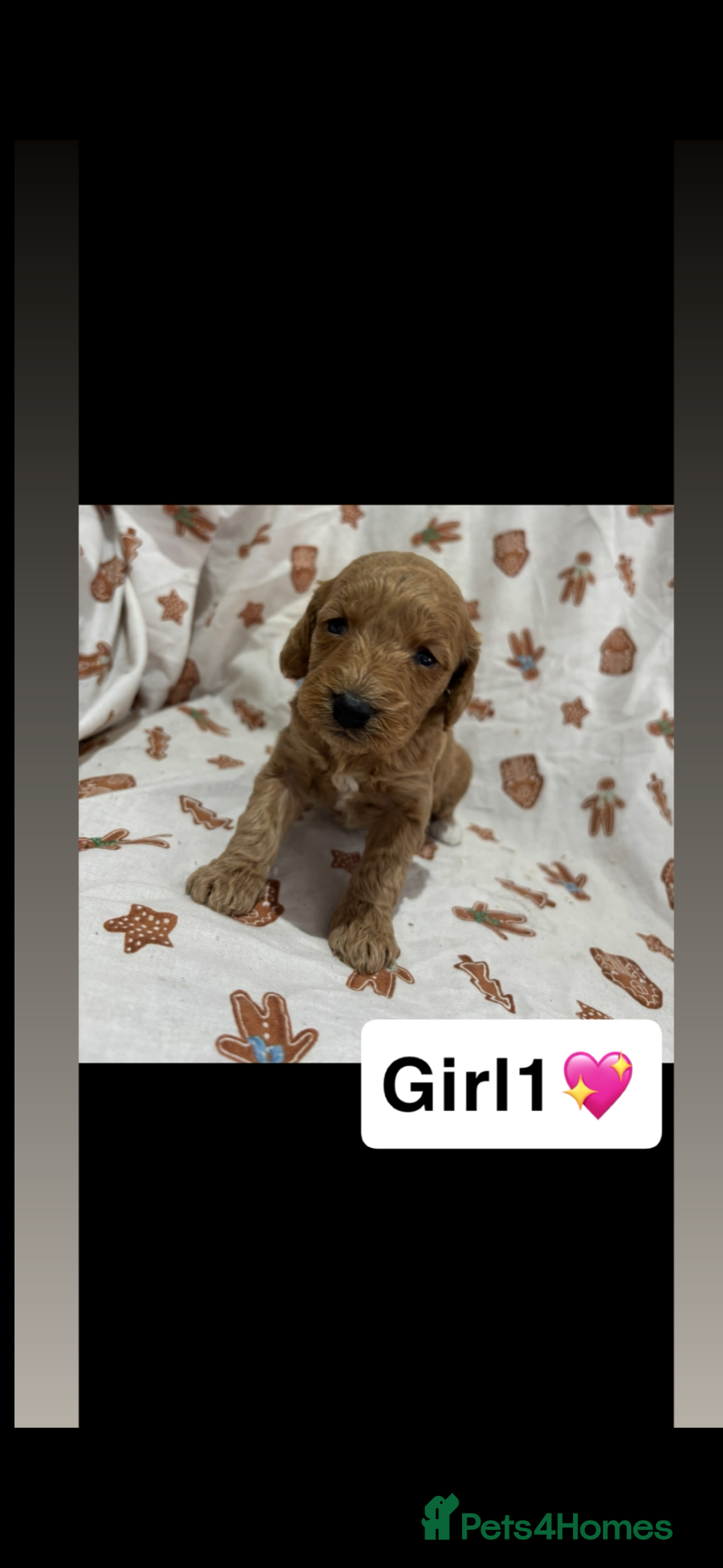 Cockapoo dogs Cockapoo puppy’s  - Advert 3