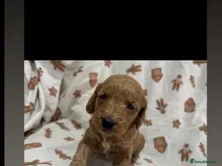 Cockapoo dogs Cockapoo puppy’s - Advert 3