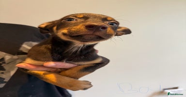 Australian Kelpie dogs - Advert 12