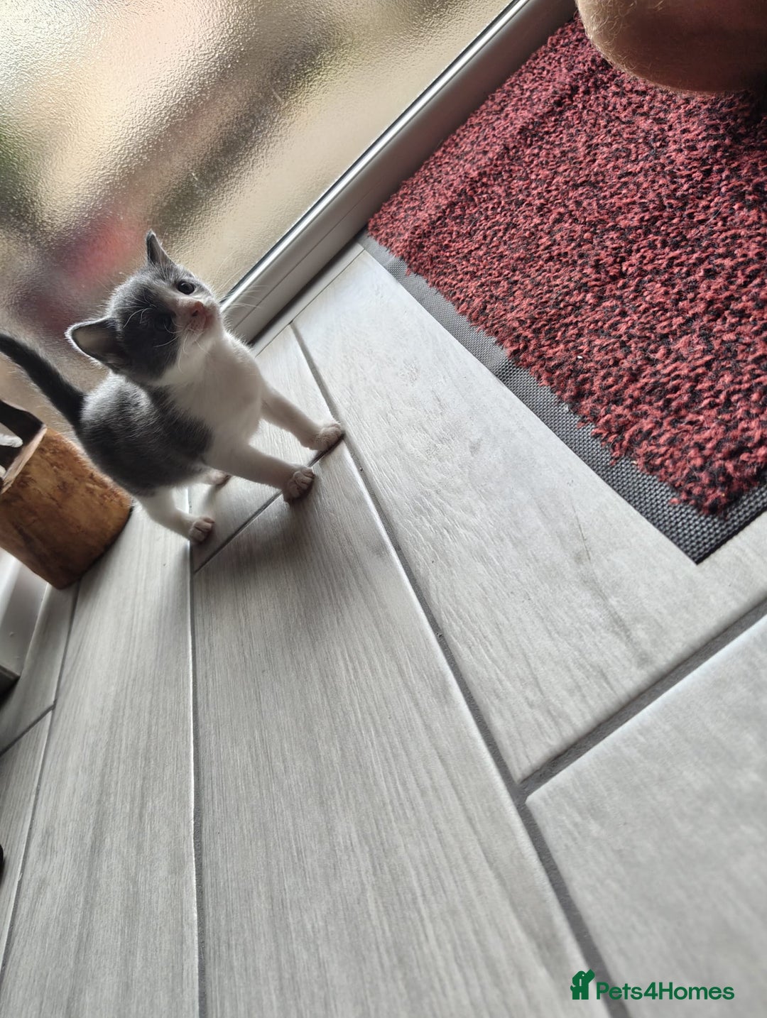 Mixed Breed cats for sale: 4 Mixed Breed Kittens  - Image 19