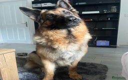 German Shepherd dogs for sale: German Shepherd Male  - Image 3