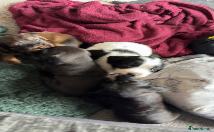 Mixed Breed dogs - Advert 1
