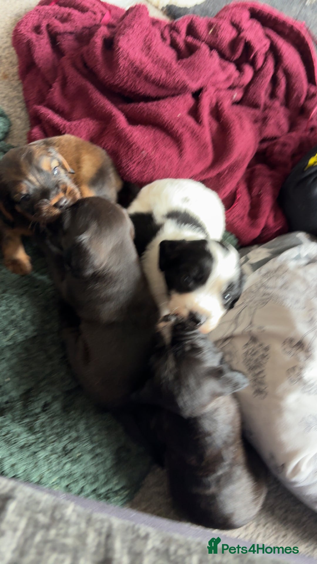 Mixed Breed dogs for sale: 4x male cocker pups  - Image 1