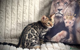 Bengal cats for sale: STUNNING TICA REGISTERED FEMALE PET/BREEDER. X - Image 1
