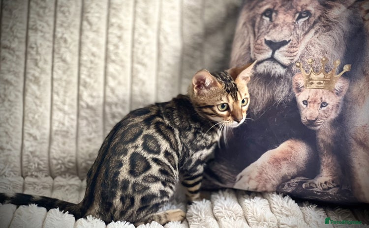 Bengal cats - Advert 3