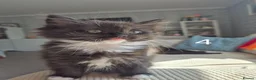 British Longhair cats for sale: Litter of 6 kittens - Advert 7