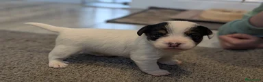 Jack Russell Puppy 1