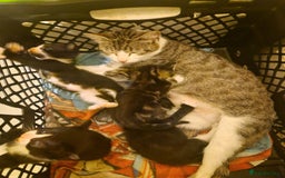 Domestic Shorthair cats for sale: Kittens for sale - Image 16