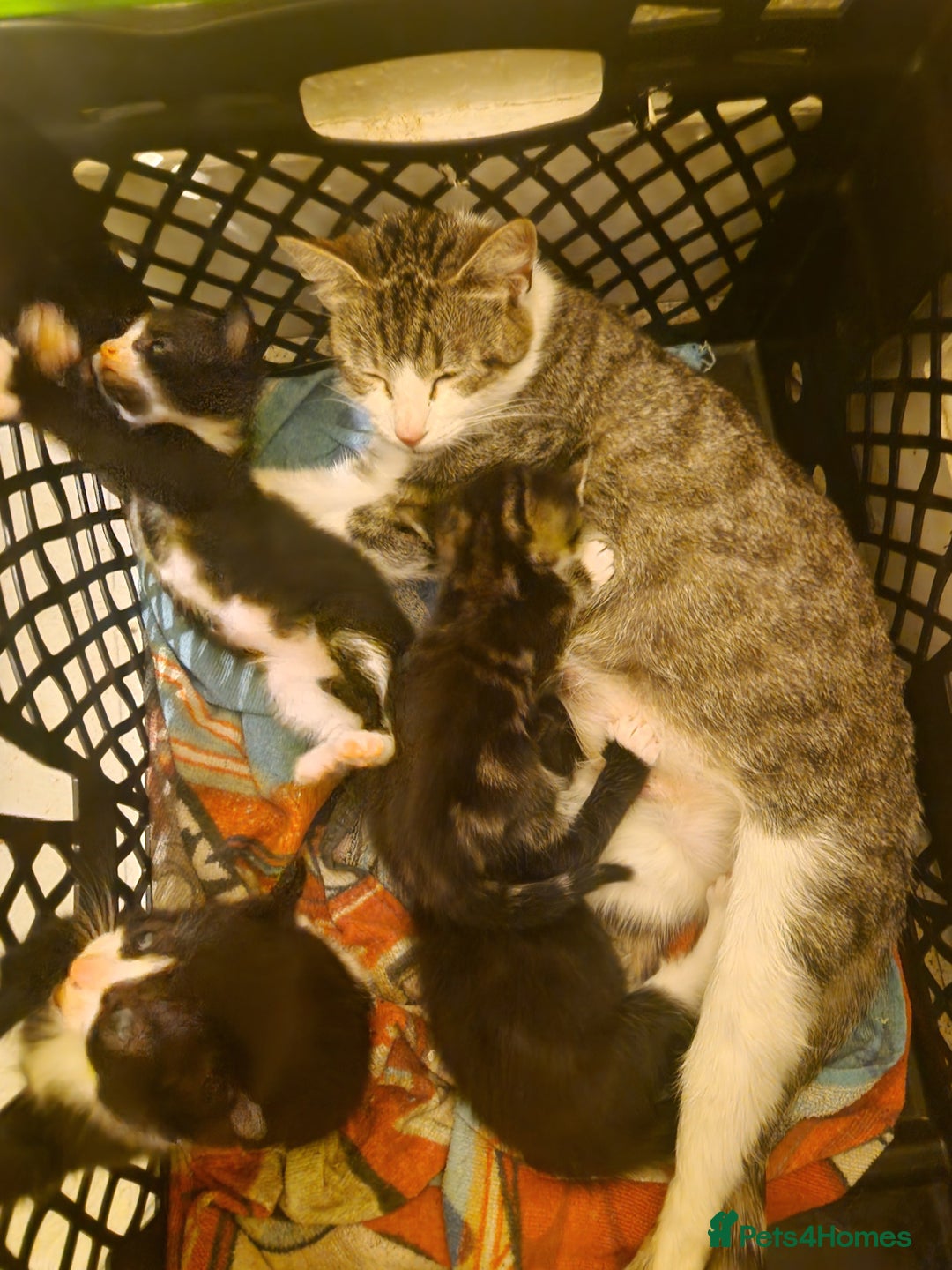 Domestic Shorthair cats for sale: Kittens for sale - Image 16
