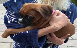 Boxer dogs for sale: READY TO GO - Chunky KC registered Boxer pups - Image 24